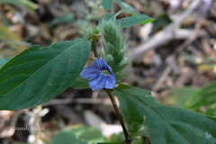 Neuracanthus trinervius